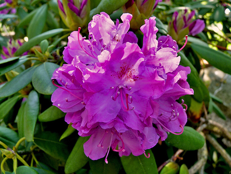 rhododendron.jpg